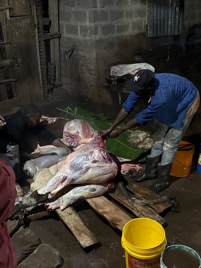 The image depicts an active butchering scene within a rudimentary, semi-enclosed structure, identified as being in Horombo Huts, Tanzania. Two adult males are processing a large, partially skinned animal carcass, likely cattle.

The primary individual, positioned centrally on the right, is an adult male with dark skin, dressed in a blue long-sleeved shirt, light-colored trousers, and black rubber boots. He wears a black baseball cap with a white logo. He is standing, leaning forward, and using a knife held with both hands to cut into the raw meat of the carcass. The carcass, mostly devoid of hide, rests on two wooden planks directly on the wet, muddy ground.

To the left, a second adult male in dark attire is crouched, assisting with the butchering. His hands are near the carcass, which has had its internal organs removed. These pale, deflated organs are visible on green banana leaves laid out on the ground next to the carcass. A third individual, partially visible on the extreme lower left, wears a reddish garment.

The environment features rough, unfinished concrete block walls in the background. A wooden door with a visible chain mechanism is on the left, and a section of corrugated metal sheeting is visible higher on the right wall. The ground is dark, wet, and muddy throughout the scene. Various containers are present: a bright yellow plastic bucket with "Tempo" branding in the foreground, a smaller blue-green bucket containing dark liquid beside it, and an orange plastic bucket further back on the right. A white plastic bag with dark contents rests against the background wall. The scene is illuminated by an unseen artificial light source, creating shadows and highlighting the wet surfaces.