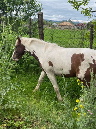 The image shows a horse standing in a grassy field, likely in a rural or semi-rural area. The horse is primarily white with brown patches. The environment includes lush green vegetation, including tall grass and some flowering plants, possibly thistles. A wire fence is visible in the background, separating the field from a distant landscape with buildings and hills. The sky is overcast. The specific location is Savaneti, Georgia.