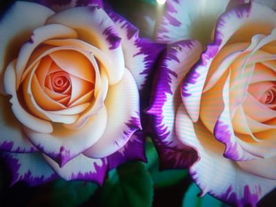 The image shows a close-up of two roses with cream-colored petals edged in purple. The roses are vibrant and in focus, with intricate details of their petals visible. The background is dark and out of focus, suggesting a shallow depth of field. There is no discernible location within a city, and no people or specific actions are depicted. The image is purely a photographic study of the flowers.