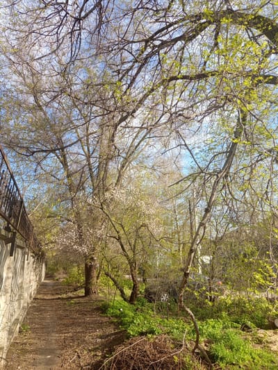 A sidewalk with a metal railing is situated on the left side of the image. A concrete retaining wall covered in vines and foliage is on the right. A path with steps leads into the distance. Trees with budding leaves and blossoms line the sidewalk, creating a canopy overhead with glimpses of blue sky. The location is likely in a park-like setting in or near Совхоза "Воронежский", Russia.