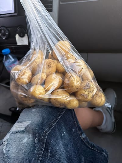 A close-up image depicts a transparent plastic bag filled with numerous small, unwashed potatoes, exhibiting yellowish skin and adhering soil particles. The bag rests on the lap of an individual wearing distressed blue denim shorts or jeans. To the right, a portion of a bare leg and a foot in a grey and white sneaker are visible. The background reveals the interior of a vehicle, displaying a dark dashboard with two circular control knobs, a partially visible screen, and a blue-capped plastic water bottle on the left. The geographic location, including the city of Dragor, Bulgaria, cannot be ascertained from the visual evidence within the image.
