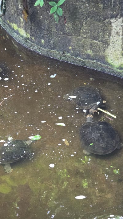 In a murky, shallow body of water, three turtles are visible. The water has a brown tint and is covered with small white bubbles and some fallen leaves. The edge of the water is a concrete structure that appears weathered and has some moss and plant growth on it. The turtles are dark-colored with visible shells and limbs. One turtle is in the foreground to the left, partially submerged and facing left. Another turtle is in the center-right, facing upwards and slightly to the left, with its head extended. A third turtle is in the upper right portion of the image, facing left. The scene appears to be outdoors in a natural or semi-natural setting.