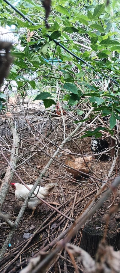 A vertical, close-up, outdoor, eye-level shot depicts a cluttered natural environment with three fowl amongst dried brush and green foliage. In the foreground, a white hen with a red comb faces left, with its lower body obscured by branches. Behind it and slightly to the right, a brown duck with a light bill faces right. Further back and to the right, a black and white speckled hen is partially visible. The ground is composed of dark soil and debris. The background is dominated by dense green leaves and thin branches. The image is located in Popivka, Ukraine.