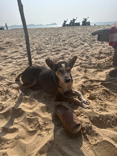 A brown and dark grey dog, possibly an Indian pariah, rests on a sandy beach in Bhagatwadi, India. The dog is positioned centrally, lying on its belly with its front paws crossed, and features white markings on its forehead and snout; its eyes are partially closed. Adjacent to its front paws, a single light brown, textured sandal lies on the sand. To the left, a rough-hewn wooden pole is vertically embedded in the sand. In the midground, several motor scooters are parked on the beach, and a wooden structure partially draped with a red and white striped cloth is visible on the right. The background reveals a body of water, likely the sea, under a hazy, bright sky, with distant landmasses. A solitary human figure stands near the water's edge on the far left. The scene is brightly illuminated, casting distinct shadows on the sand.