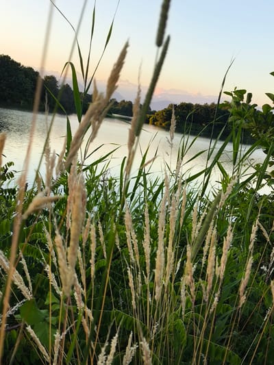 This media file captures a serene natural landscape scene, likely at dusk given the soft, warm lighting. The foreground is dominated by tall, dry grasses with feathery seed heads, creating a textured and slightly blurred frame. Behind the grasses, a tranquil body of water, possibly a lake or wide river, stretches across the middle ground, reflecting the sky's gentle hues. The water is calm, with subtle ripples on its surface.
Beyond the water, a lush, dark green treeline forms a natural border, with dense foliage suggesting a wooded area. In the distance, hazy mountains rise against the soft, pastel sky, tinged with the warm colors of sunset. The sky itself is a gradient of pale blue at the top, transitioning to soft oranges and yellows near the horizon.
The overall mood is peaceful and contemplative, evoking a sense of natural beauty and quietude. There are no people or specific objects visible, placing the focus entirely on the landscape. The location context of Baghlan, Abkhazia, hints at a mountainous or hilly terrain with a significant water feature. The time of day is clearly evening, and the weather appears to be clear and calm. No text is visible in the image.
