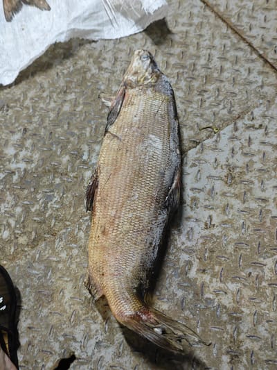 The media file displays a whole, dried fish lying on a textured, metallic surface, possibly a floor or a dock. The fish is oriented vertically, with its head at the top and tail at the bottom. It appears to be an elongated fish with visible scales. The color of the fish ranges from pale beige to light brown, with some darker reddish-brown markings near its tail. The texture of the metallic surface is characterized by a diamond pattern, suggesting it could be checker plate. In the upper left corner, a white, crinkled material is visible, possibly a piece of cloth or paper. There is also a glimpse of a sandal on the lower left side, partially casting a shadow. The lighting in the image appears to be somewhat dim, and the overall scene evokes a rustic or perhaps utilitarian environment. There is no visible text in the image. Given the provided location context of Bakhta, Russia, this scene could represent a place where fish are dried or prepared for consumption or sale, possibly in a remote or outdoor setting typical of such regions.