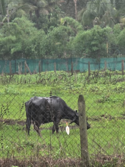 In Sandshi, India, a black cow is grazing in a lush green field. The cow is partially obscured by a wire fence in the foreground. A white bird stands near the cow. In the background, there is a dense forest with palm trees. The environment appears to be a rural or natural setting.