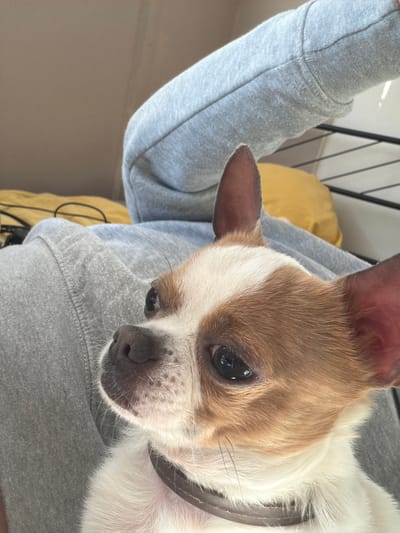 A close-up, high-angle shot captures a small, short-haired dog with brown and white fur, held or resting on a person wearing a grey sweatshirt. The dog, possibly a Chihuahua or similar breed, has prominent upright ears with pinkish interiors, a white blaze on its forehead extending down its snout, and dark, watchful eyes. A dark-colored collar is visible around its neck. Its fur is a warm brown over its head and ears, contrasting with the white fur on its chest and the lower part of its face.
The dog is looking slightly upwards and to the right of the frame, giving it an attentive or curious expression. The person's arm, clad in a grey sweatshirt, extends from the upper left, while the dog's body rests against the person's torso, also covered by the sweatshirt. The fabric of the sweatshirt shows signs of wear, with some pilling visible, particularly on the cuff area.
In the background, a soft yellow object, possibly a cushion or blanket, is partially visible behind the dog's left ear and the person's arm. Behind that, a dark, grid-like structure (potentially a chair back or a crate) adds a subtle geometric element. The lighting suggests an indoor setting during the daytime, with soft, natural light illuminating the scene, creating reflections in the dog's eyes. No visible text is present in the image. The overall mood is intimate and domestic.