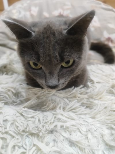 An indoor, close-up, eye-level shot shows a gray cat resting on a fluffy white rug. The cat is facing forward with its head down, and its yellow eyes are open and looking slightly to the left. Its ears are pointed upwards. The background consists of a blurry pattern of lighter colored fabric. There is no discernible information regarding the location in the city of Ust-Kuda, Russia.