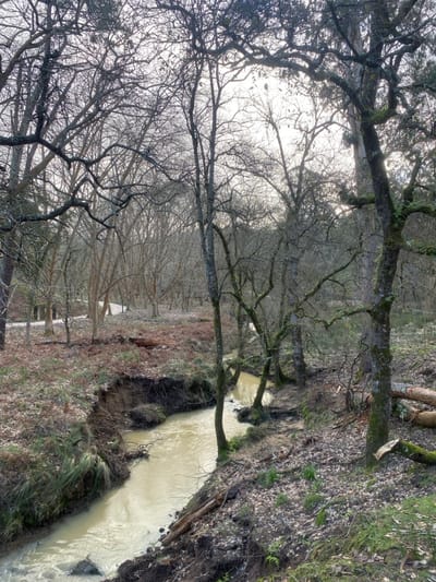 The image displays a forest scene in Mafra, Portugal, characterized by a narrow, winding stream flowing from the upper left to the lower right. The water in the stream is a light, muddy brown, with eroded banks of dark earth and exposed roots. Numerous bare-branched deciduous trees, some with moss or lichen on their trunks, dominate the foreground and mid-ground. The forest floor is covered with a mix of brown fallen leaves, bracken, and scattered areas of green vegetation and exposed soil. Several fallen tree trunks and cut wood pieces are visible along the stream banks and within the forest. A distinct, lighter-colored path or clearing can be seen in the distant background. The sky, partially visible through the dense, bare tree canopy, appears bright and overcast, creating diffuse lighting. No people, animals, or artificial structures are present in the frame.