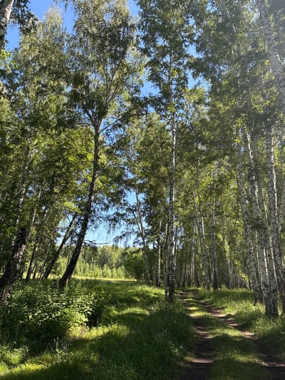 The image depicts a sun-dappled forest path in Dubrovino, Russia. The path, appearing as a dirt track, winds through a dense birch forest, with tall trees characterized by their distinctive white bark and green foliage dominating the scene. Sunlight filters through the canopy, creating patches of light and shadow on the path and the surrounding tall grass and undergrowth. In the distance, the forest continues, with a lighter area suggesting a clearing or the edge of the woods. The sky above is a clear blue. No people or animals are visible in the frame.