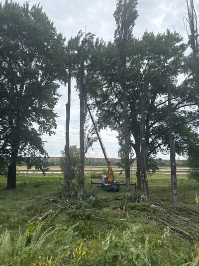 In Kvemo Khvedureti, Georgia, a crane is positioned next to several tall, slender trees that have been partially de-branched. The ground around the trees is covered in fallen branches and debris, suggesting recent tree trimming or felling. A man in an orange shirt is visible in the driver's seat of the crane. In the background, a body of water is visible, bordered by fields and a distant embankment. The sky is overcast with clouds.