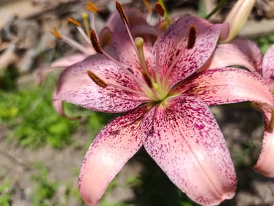 The image is a close-up, high-angle shot of a pink lily in bloom. The lily has prominent orange stamens tipped with dark anthers and a light green pistil. The petals are a pale pink with dark reddish-purple speckles. The background is softly blurred, showing hints of green foliage and dry, textured ground, suggestive of an outdoor environment. The lighting indicates it is daytime, with sunlight casting shadows and highlighting the flower's delicate features. No people are visible in the image, and no specific location in Nikolichevtsi, Bulgaria, can be determined from the visual information provided.