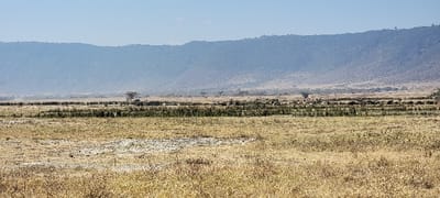 The scene depicts a wide expanse of the Malanja Depression, Tanzania, under a clear, pale blue sky. The foreground consists of dry, yellowish-brown grass and scattered low scrub, with several lighter, possibly dry mud or mineralized patches on the ground. A distinct horizontal band of denser, dark green wetland vegetation crosses the midground, behind which lies more dry grassland. Within and immediately adjacent to this green band, a large herd of numerous dark-colored ungulates, consistent with wildebeest or buffalo, is visible, distributed across the terrain. Scattered acacia-like trees punctuate the midground landscape. In the distant background, a prominent, hazy blue-grey mountain range or escarpment, appearing forested on its slopes, rises against the horizon. The lighting indicates bright daylight conditions. No human subjects or their immediate actions are discernible.