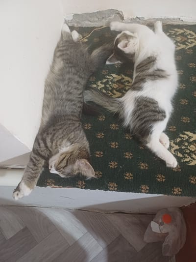 Two cats are lying on a carpeted surface next to a white wall. One cat, predominantly gray with tabby markings, is positioned on the left, sleeping with its eyes closed and body stretched out. The other cat, white with gray patches, is on the right, also appearing to be asleep, with its body contorted. The carpet has a dark green base with a repeating pattern of small, light-colored floral motifs. The wall appears to be painted white and shows signs of wear and tear at the top edge where it meets the carpet. Below the carpeted surface, a section of light-colored, wood-patterned flooring is visible. In the lower right corner of the image, a crumpled plastic bag with an orange object inside is present. This scene is domestic in nature and does not depict any elements specifically indicative of the city of Vodnik, Uzbekistan, or any urban environment.