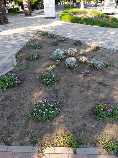 The image shows a cracked, dry soil flowerbed with several clusters of purple and white petunias. In the background, a paved walkway with diamond-shaped tiling is visible, as well as a decorative wooden pillar. Further in the background, a grassy area with young trees and a white building can be seen. The scene appears to be a public space, likely a park or street in the city of Krasnyy Sulin, Russia, given the context provided. The lighting suggests it is daytime, with shadows cast across the walkway and flowerbed. There are no people or animals depicted in the immediate foreground of the image.