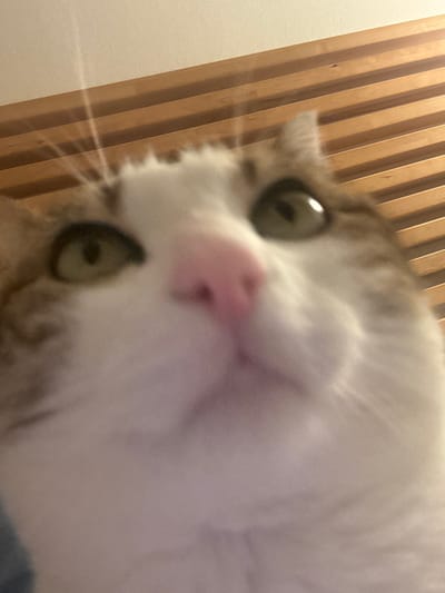 A close-up, low-angle view focuses on a cat's face. The cat has a pink nose, large green eyes, and white fur with some brown markings near its ears. Long, white whiskers are visible. The background features vertical brown wooden slats on the left and a light beige wall. The cat is looking directly at the camera, creating a slightly distorted, humorous effect.