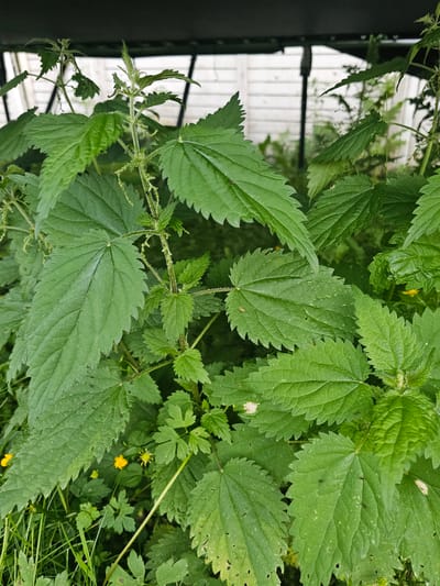 The image is a close-up, eye-level, medium shot of common nettle plants (Urtica dioica) growing outdoors. The plants are lush and green, with large, serrated leaves. The stems are visible, some with small, developing flower clusters. In the background, out of focus, are what appear to be white wooden slats of a fence or structure, and dark, indistinct shapes that could be part of a building or canopy. There are also a few small yellow flowers scattered amongst the nettles. The scene suggests a natural or semi-wild area, potentially a garden edge, verge, or undeveloped lot. No people or specific actions are depicted. The setting implies a temperate climate, consistent with Finland. The overall impression is of vibrant, unchecked plant growth.