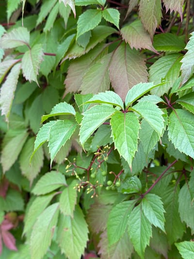 The image displays a close-up view of a vine with multiple palmate leaves. The leaves are predominantly green, with some showing reddish-purple hues, particularly along the edges and veins. The edges of the leaves are serrated. Small, immature green berries or flower buds are visible on delicate stems interspersed among the leaves. The vine appears to be growing densely, covering a surface. The background is a blur of more foliage, suggesting the vine is part of a larger plant or hedge. The lighting indicates it is daytime, with natural light illuminating the scene. There are no people or animals visible in the image. The location is identified as Затишье Снт, Russia.