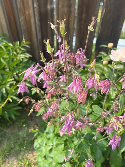The image shows a close-up of Columbine flowers blooming in a garden, likely in the city of Tatarstan, Russia. The flowers are primarily pink and purple, with delicate petals and long spurs. Some buds are visible, along with seed pods from previous blooms. The background consists of green foliage and a weathered wooden fence. The lighting suggests it is daytime, with sunlight illuminating the scene. There are no people or animals present.