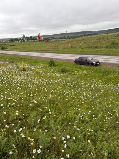 This is an eye-level, outdoor, full shot of a field of daisies and grass next to a road, with a car and industrial structures in the background. The overcast sky dominates the upper portion of the image. In the foreground, a dense field of white daisies and green grass stretches across the frame. A few yellow flowers and purple wildflowers are scattered throughout. A dark-colored sedan is parked on the right shoulder of a paved road that runs horizontally through the mid-ground. The road has white lane markings. In the far background, to the left, are industrial buildings including two large, multi-story structures, one primarily green and the other red and orange. Beyond these structures, rolling, green hills are visible. The environment appears rural, consistent with the location of Kendektamak, Russia. There are no people or animals visible in the image.
