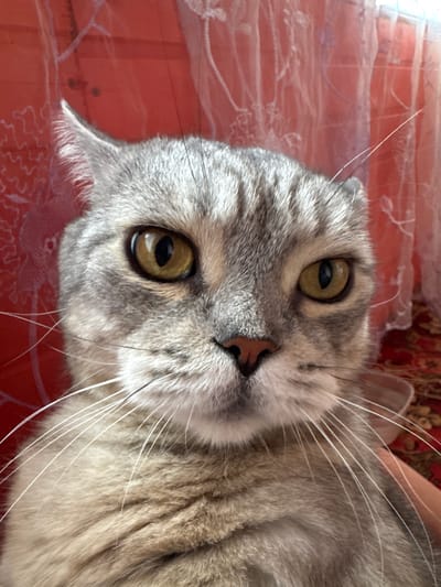 A close-up, head-on, medium shot captures the face of a grey tabby cat. The cat's fur displays a pattern of dark grey stripes against a lighter grey and tan background. Its eyes are a striking amber color, with black pupils. The cat's nose is a light pink, and its prominent white whiskers fan out from its snout. The background is a soft focus of red curtains with a white lace pattern and a patterned rug. There is no indication of the city of Lysaya Gora, Russia, within the image.