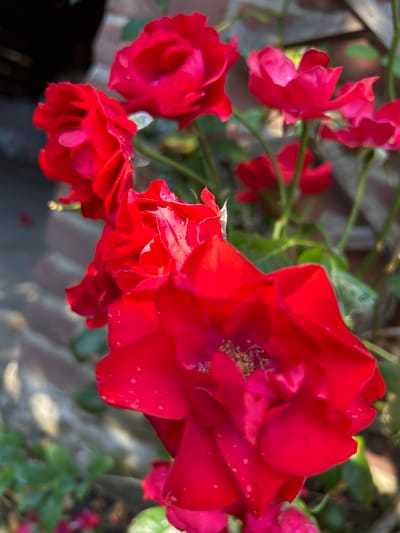 This media file features a close-up, macro shot of several vibrant red roses. The flowers are in various stages of bloom, with some fully open, revealing their intricate petals and stamens, while others are partially closed. Water droplets are visible on the petals of the larger, more prominent rose in the foreground, suggesting recent rain or dew.
The roses are attached to green stems and surrounded by blurred green foliage, indicating they are part of a garden or natural setting. In the background, there are hints of a weathered, brick-like texture, possibly a wall or path, also out of focus. The lighting suggests it is daytime, with sunlight illuminating the petals and creating highlights.
There are no people or animals visible in the image. The focus is solely on the natural beauty of the roses, emphasizing their rich color and delicate textures. The overall mood is serene and natural. No text is visible in the image. The location context is Boxmeer, Netherlands.