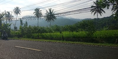 The image captures a daylight scene on an asphalt road in Cijedil, Indonesia. A dark-colored scooter, operated by a helmeted individual facing away from the viewer, is positioned on the left side of the road. The road surface features a faded yellow dashed line. Adjacent to the road, green vegetation, including small leafy trees and taller plants, lines the immediate foreground. In the midground and background, multiple tall palm trees are visible against a light sky, crossed horizontally by numerous black utility wires. Distant, forested hills rise in the hazy background, completing the rural landscape.