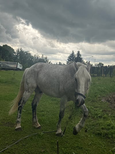The media file shows a dappled gray horse standing in a grassy field. The horse is facing the right side of the frame, with its head turned towards the viewer. It has a long, flowing white mane and tail. The horse is wearing a dark bridle.

In the background, there is a wooded area with tall trees, a fence, and a dirt path. A white truck with a logo and text on its side is visible in the distance. The sky is cloudy and appears to be overcast, suggesting a potentially rainy or stormy day. The overall setting appears to be rural or semi-rural, possibly a farm or an equestrian facility.

The image is oriented vertically, with the horse and landscape appearing sideways. There is no visible text on the horse or in the immediate foreground. The logo and text on the truck are not legible in this image. The horse's posture and head turn suggest it might be alert or curious about the person taking the photograph. The lighting is diffused due to the cloudy sky. The time of day is unclear, but the overcast conditions suggest it could be anytime between morning and late afternoon.