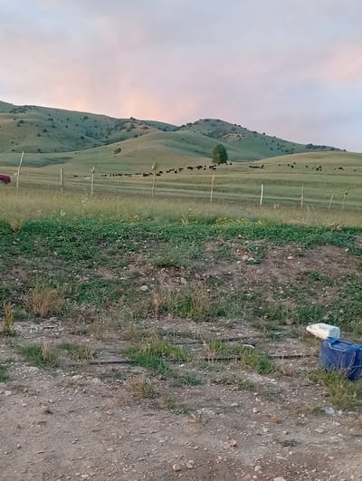 The image depicts a rural landscape with rolling green hills under a pale sky with hints of pink and purple. A herd of cattle is visible grazing on the grassy slopes in the mid-ground. In the foreground, a dirt path with scattered rocks and vegetation leads to a fenced pasture. Two large plastic containers, one white and one blue, are situated near the right edge of the frame, adjacent to a partially visible irrigation system. A red vehicle is partially visible on the far left of the image. The overall scene suggests a pastoral setting in the Көксаяқ ауылдық округі region of Kazakhstan.