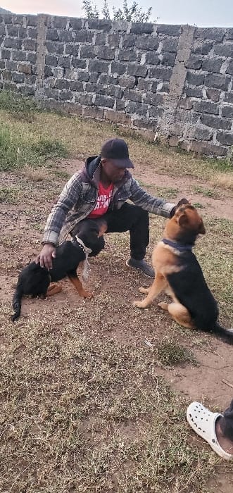 A man in a red shirt and plaid jacket is sitting on the ground, interacting with two dogs. One dog is a black and tan German Shepherd, and the other is a black and brown Rottweiler. The man is holding the Rottweiler, while the German Shepherd is standing next to him. A stone wall is in the background, and the ground is covered with dry grass and dirt. Part of a foot wearing a white sandal is visible in the upper right corner.