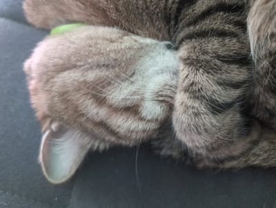 A close-up shot shows a tabby cat curled up and sleeping on a dark, likely fabric, surface. The cat's head is tilted downward and pressed into its paws, obscuring its face. The cat wears a bright green collar. The ear is visible and close to the fabric surface. The location is not discernible from the provided image.