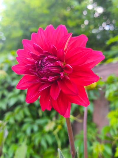 A vibrant, pink dahlia flower is in full bloom, its numerous petals radiating outwards from a tightly furled center. The flower is captured in a close-up shot, with its stem visible and extending downwards. The background is softly blurred, featuring lush green foliage and dappled sunlight, suggesting an outdoor setting, possibly a garden. The overall impression is one of natural beauty and delicate detail. The image does not contain any identifiable landmarks or features that would specifically place it in Travneve, Ukraine.
