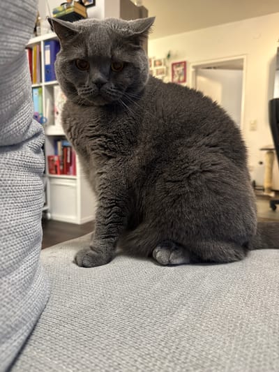 A grey British Shorthair cat sits on a grey fabric surface, possibly a couch or chair, in what appears to be a domestic indoor setting. The cat is facing the camera with its head slightly tilted. Behind the cat, a white shelf unit is visible, filled with colorful binders and books. Further in the background, a doorway leads to another room, and the walls are painted a light color. A tall scratching post is also visible in the background to the right. The lighting suggests an indoor environment, possibly in the afternoon. No specific location in Schwabach, Germany, can be determined from the image alone.