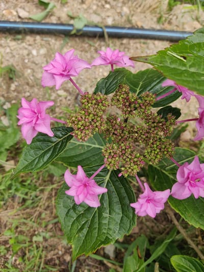 A cluster of pink hydrangea flowers and their unopened buds are in focus against a blurred background of dry grass, dirt, and a black pipe with a blue stripe. The image is an outdoor, close-up shot, likely taken in Nefteyugansk, Russia, given the presence of vegetation and what appears to be a natural setting. The lighting suggests it is daytime. There are no people or animals visible in the frame. The overall impression is one of natural growth and a slightly unkempt garden or roadside area.