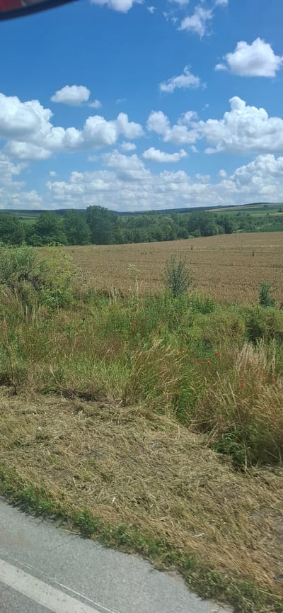The image depicts a rural landscape under a bright blue sky dotted with fluffy white clouds. In the foreground, a grassy roadside with dry, matted grass and some green shoots borders a paved road. Beyond the roadside, a field of dry, golden-brown crops, likely wheat or barley, stretches into the mid-ground. A line of lush green trees forms a dense border along the horizon, separating the field from rolling hills in the distance. The scene is characteristic of the countryside surrounding Ovcha Mogila, Bulgaria, a village known for its agricultural landscape. There are no people or animals visible in the frame. The overall impression is one of a peaceful, sunny day in the Bulgarian countryside.