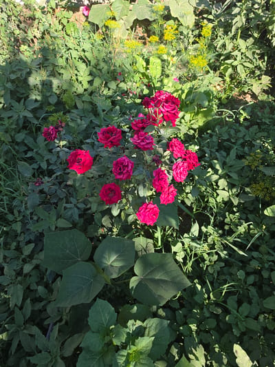A medium shot photograph captures a cluster of dark pink roses in full bloom, situated in an outdoor garden setting. The roses are the primary subject, with their rich, velvety petals dominating the central portion of the frame. They are surrounded by a dense collection of various green foliage, including broad, heart-shaped leaves and delicate, feathery greenery, some of which appears to be dill. In the background, smaller yellow flowers are visible, adding a touch of contrasting color. The lighting suggests it is daytime, with dappled sunlight creating shadows across the plants. The scene is located in a garden within the city of Shiklar, Uzbekistan.