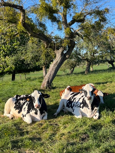 The image captures a peaceful rural scene in Reckange-sur-Mess, Luxembourg, featuring two cows resting in a sunlit green pasture. A large, gnarled tree with extensive mistletoe growth on its branches dominates the left side of the frame, casting shadows across the grass.
One cow, with a mix of brown, black, and white markings, lies in the upper right portion of the field, facing generally towards the left. The other cow, predominantly black and white, is positioned in the lower right, also lying down and facing a similar direction. Both cows appear calm and relaxed, enjoying the warm sunlight. Ear tags are visible on both animals; one on the lower cow clearly shows "LU 640".
The setting is a vibrant green field, indicative of a healthy pasture. The sky is a clear, bright blue, suggesting fair weather. The quality of light, with strong highlights and defined shadows, indicates either early morning or late afternoon. No people are visible in the scene, emphasizing the tranquility of the countryside.