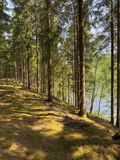 The image displays a dense forest landscape captured from an unusual, rotated perspective, where the horizon appears vertical. Numerous tall, slender coniferous tree trunks, likely spruce or fir, extend horizontally across the frame, forming parallel lines that recede into the distance. These trees appear to grow from a steeply sloped, moss-covered bank that occupies the right side of the image, appearing as a vertical wall of green.
The mossy ground/bank is brightly illuminated by direct sunlight, creating striking, elongated shadows that stretch across its textured surface. Beyond the trees and the bank, a clear blue body of water, possibly a lake or large pond, is visible in the upper right background, framed by the surrounding foliage. The sky, a light blue, is intermittently visible through gaps in the dense tree canopy, particularly on the left side and in the background.
Some deciduous trees with lighter green leaves are also visible, especially closer to the water. The overall lighting suggests either an early morning or late afternoon setting, characterized by the low angle of the sun and the distinct shadows it casts. The weather appears clear and sunny. No people, animals, or artificial structures are visible, emphasizing the natural and serene environment of a forest in Vessigebro, Sweden. There is no visible text.