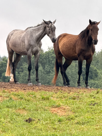 Animals