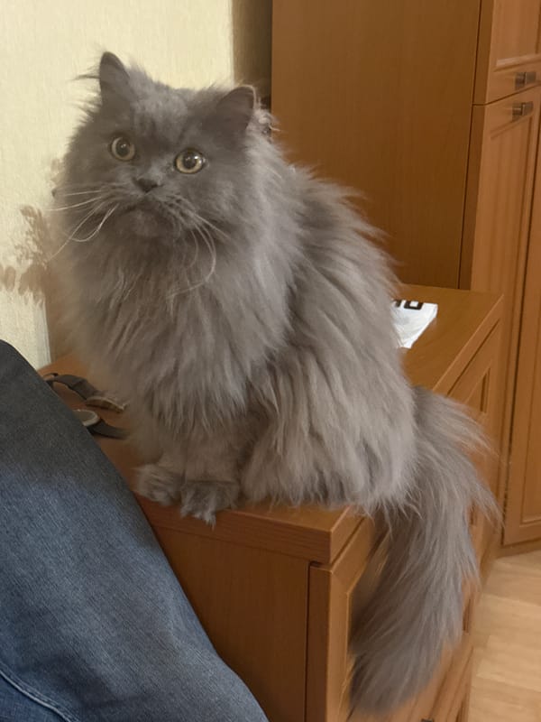 Grey Persian cat perches on wooden dresser in Saint Petersburg