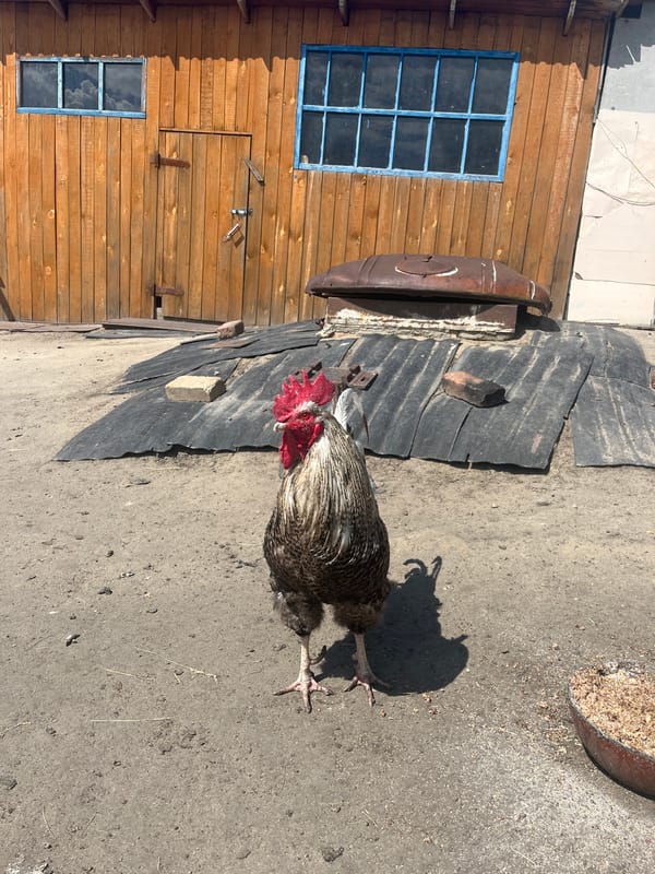 Summer garden life documented in rural Russian village