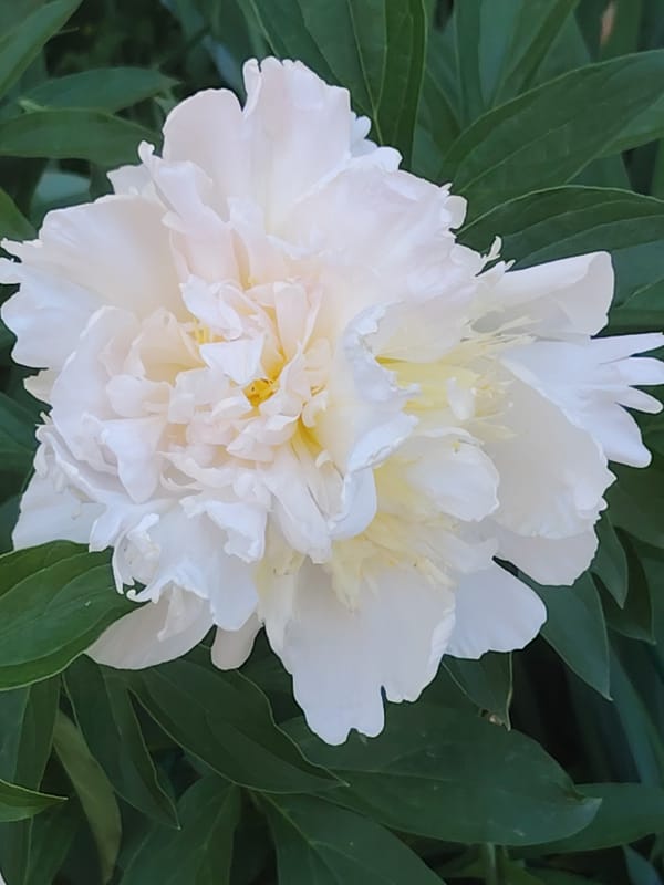 Peony and iris blooms fill a quiet garden morning