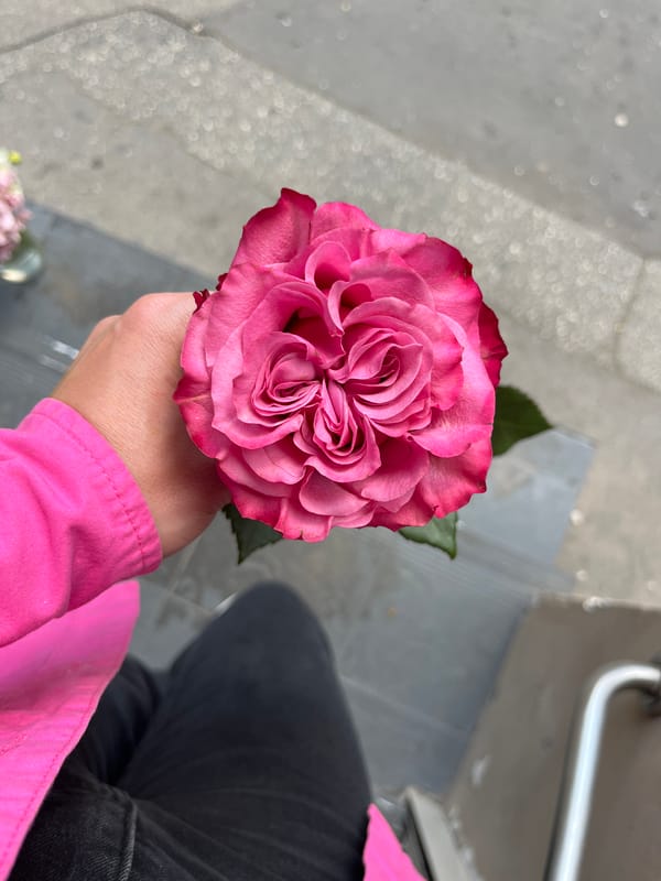 Pink rose takes center stage across a Kraków afternoon