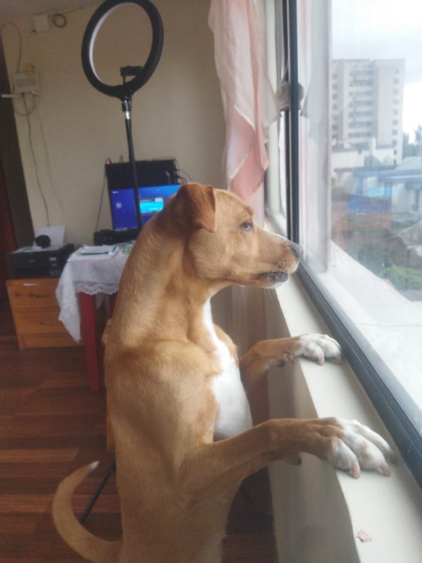 Dog stands at window watching outside in Quito