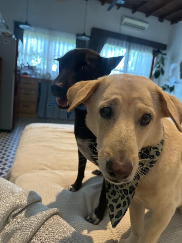 Morning snapshots captured dogs and bathroom selfie in North Kuta