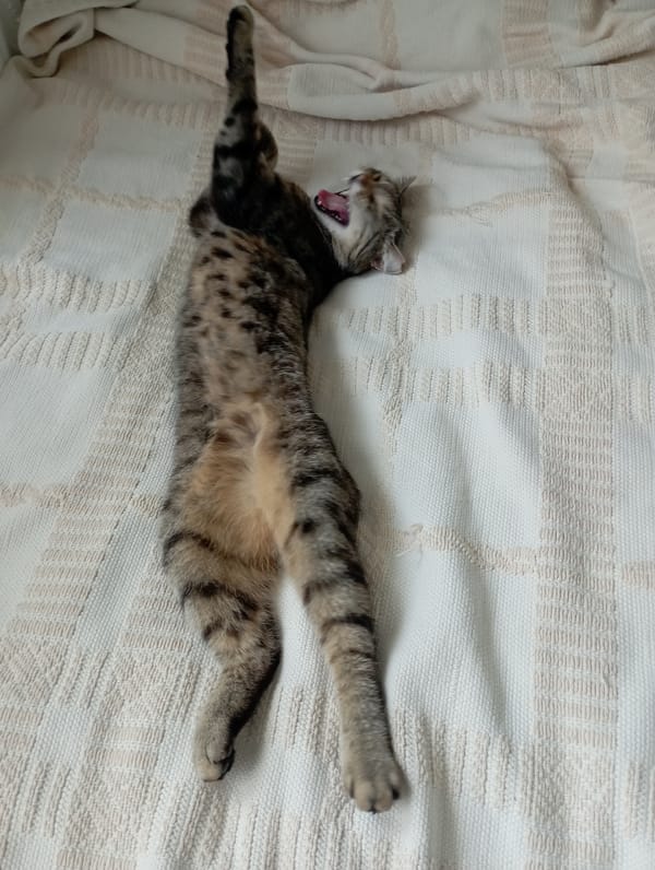 Tabby cat documented sleeping and being petted on blanket