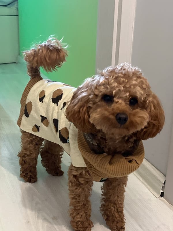 Well-groomed poodle photographed indoors in Pazardzhik, Bulgaria