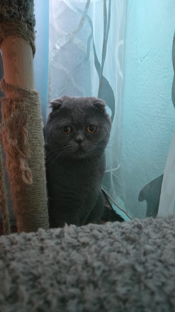 Gray Scottish Fold cat spotted in Burgas home interior