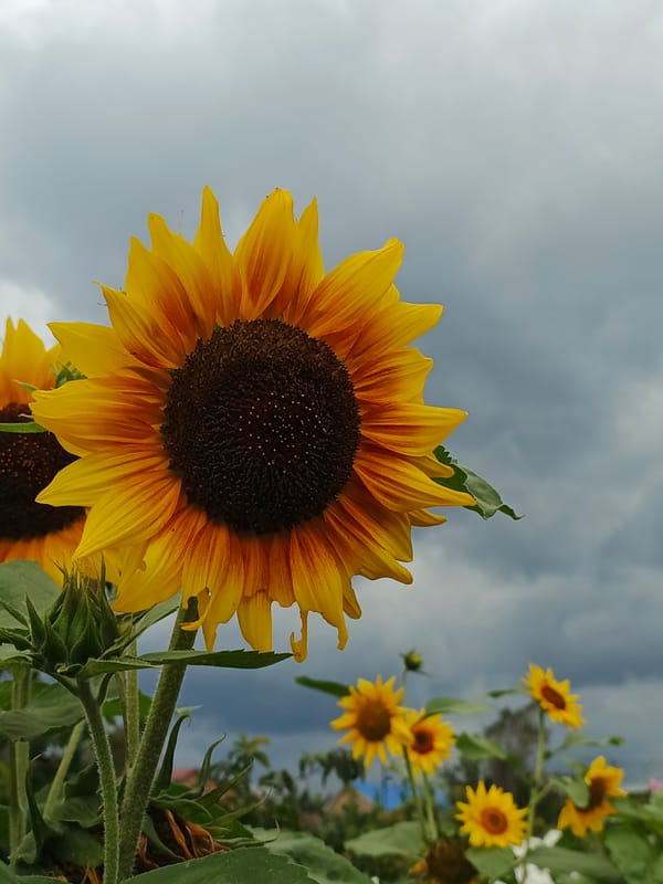 Summer garden blooms in Medvedyovka, bees and all